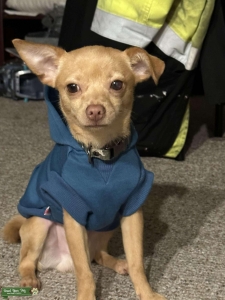 Stud to breed w a female dog  Listing Image