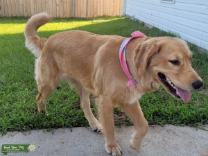 Golden Retriever Bitch needs Stud Listing Image