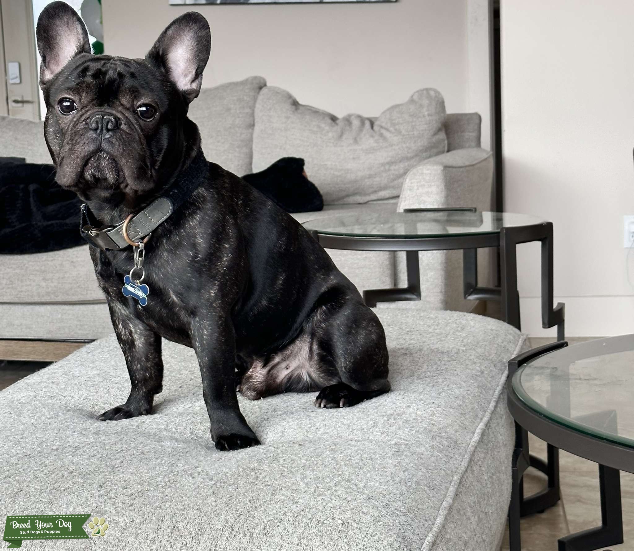 AKC Registered Black and Brindle Frenchie Stud - Stud Dog in Washington ...