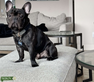 AKC Registered Black and Brindle Frenchie Stud Listing Image