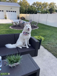 All White Siberian Husky Listing Image