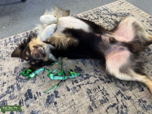 17 month old Australian shepherd  Listing Image