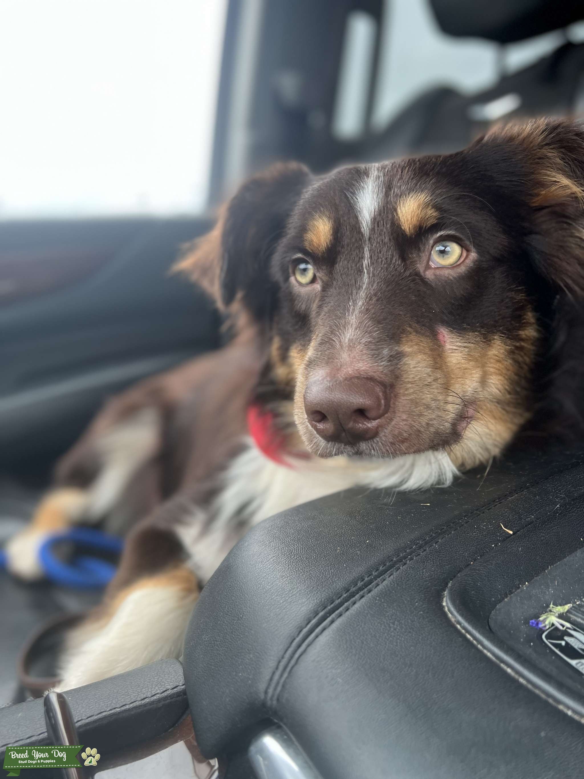 17-month-old-australian-shepherd-stud-dog-in-georgia-the-united