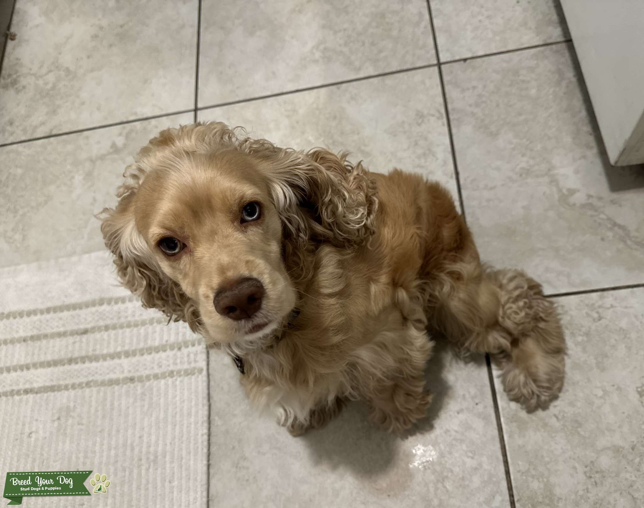 Perfect match - Stud Dog in Hialeah fl, the United States | Breed Your Dog