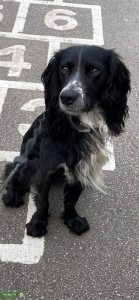 Stud Working Cocker Spaniel Listing Image