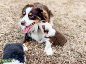 Miniature Australian Shepherd Red Tri Male At Stud Listing Image