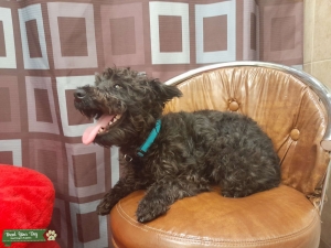 Black Papered Miniature Schnauzer Listing Image