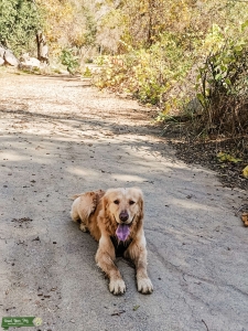 Handsome Golden Retriever  Listing Image