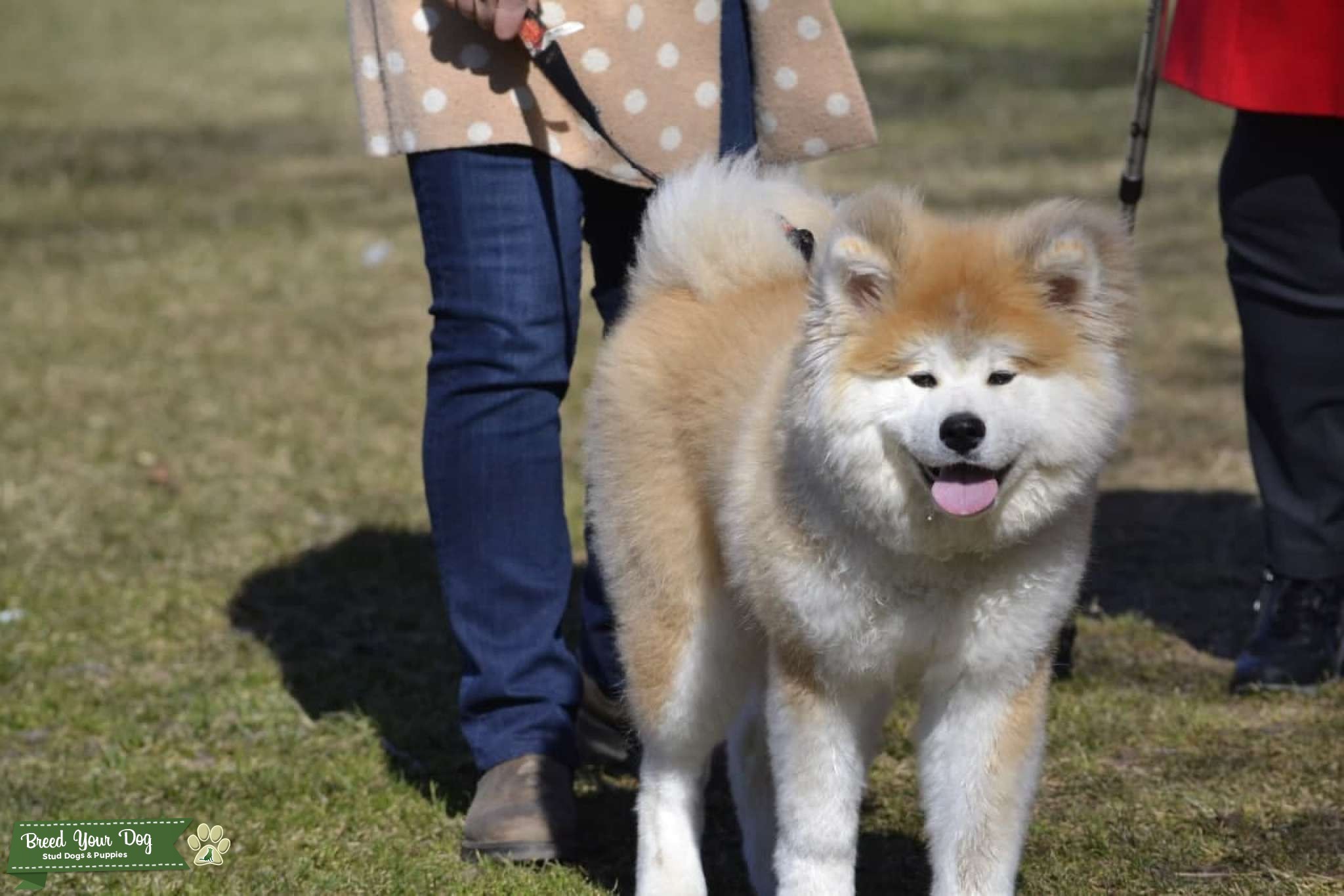 Female Akita Inu (Japanese Akita) 2 yr old Stud Dog in Ontario