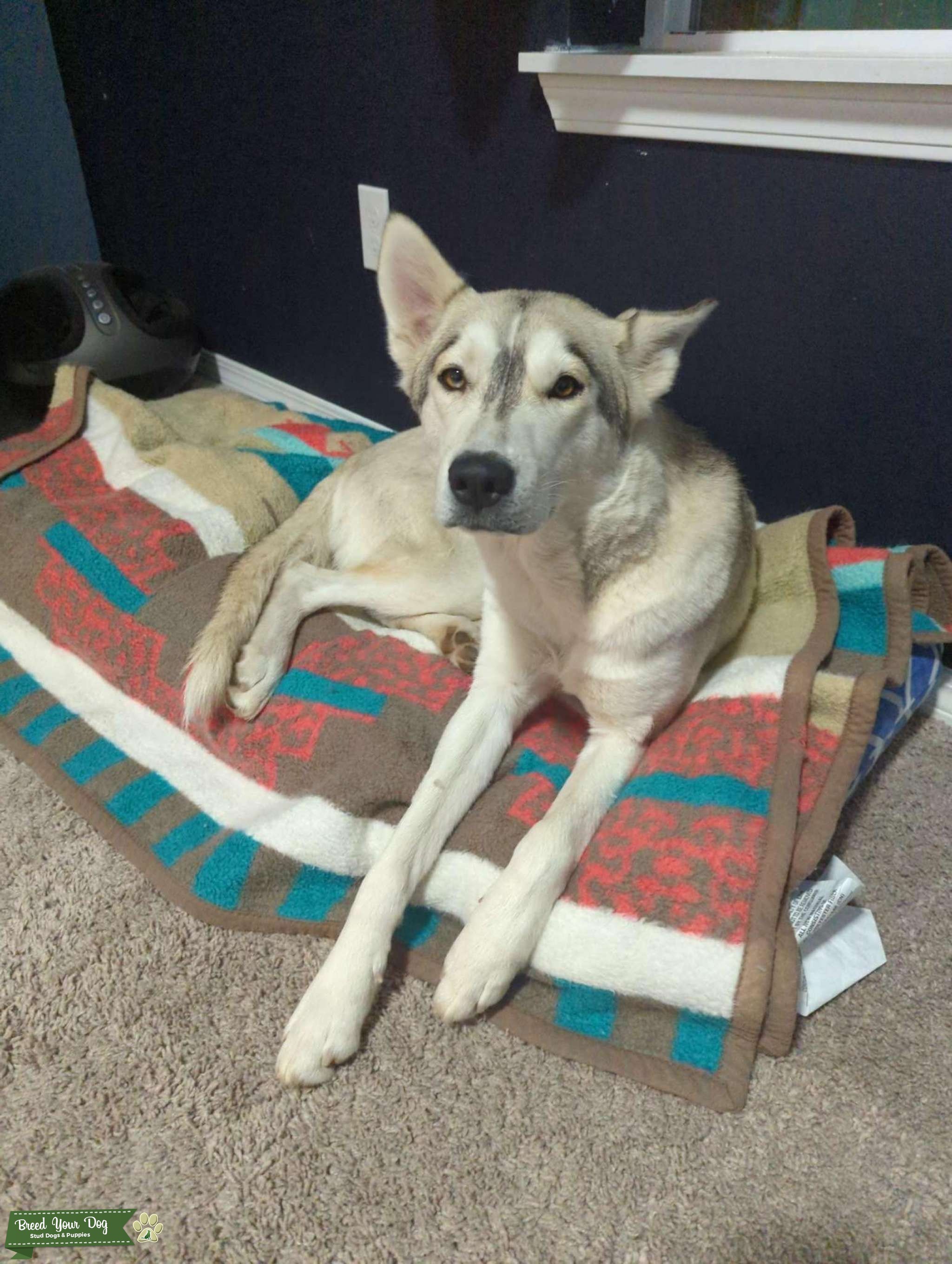Lightly dusted White Husky Stud Dog in King County, United States