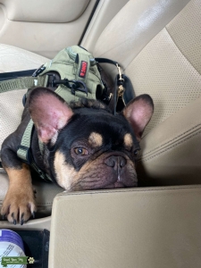 Black/Tan French Bulldog Stud Listing Image