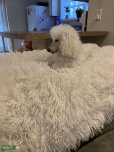 Toy Poodle AKC Listing Image