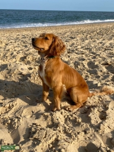 Working cocker spaniel  Listing Image