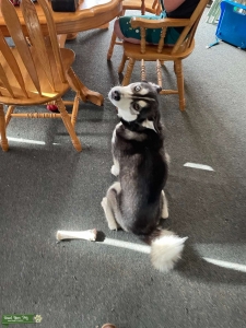 Black and White Siberian Husky Listing Image