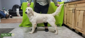 English Cream Golden Retriever  Listing Image