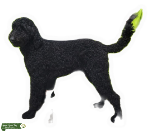 Standard Poodle Listing Image