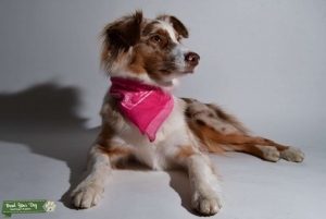 Red Merle Aussie looking for a boyfriend  Listing Image