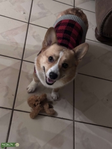 Corgi Stud  Listing Image
