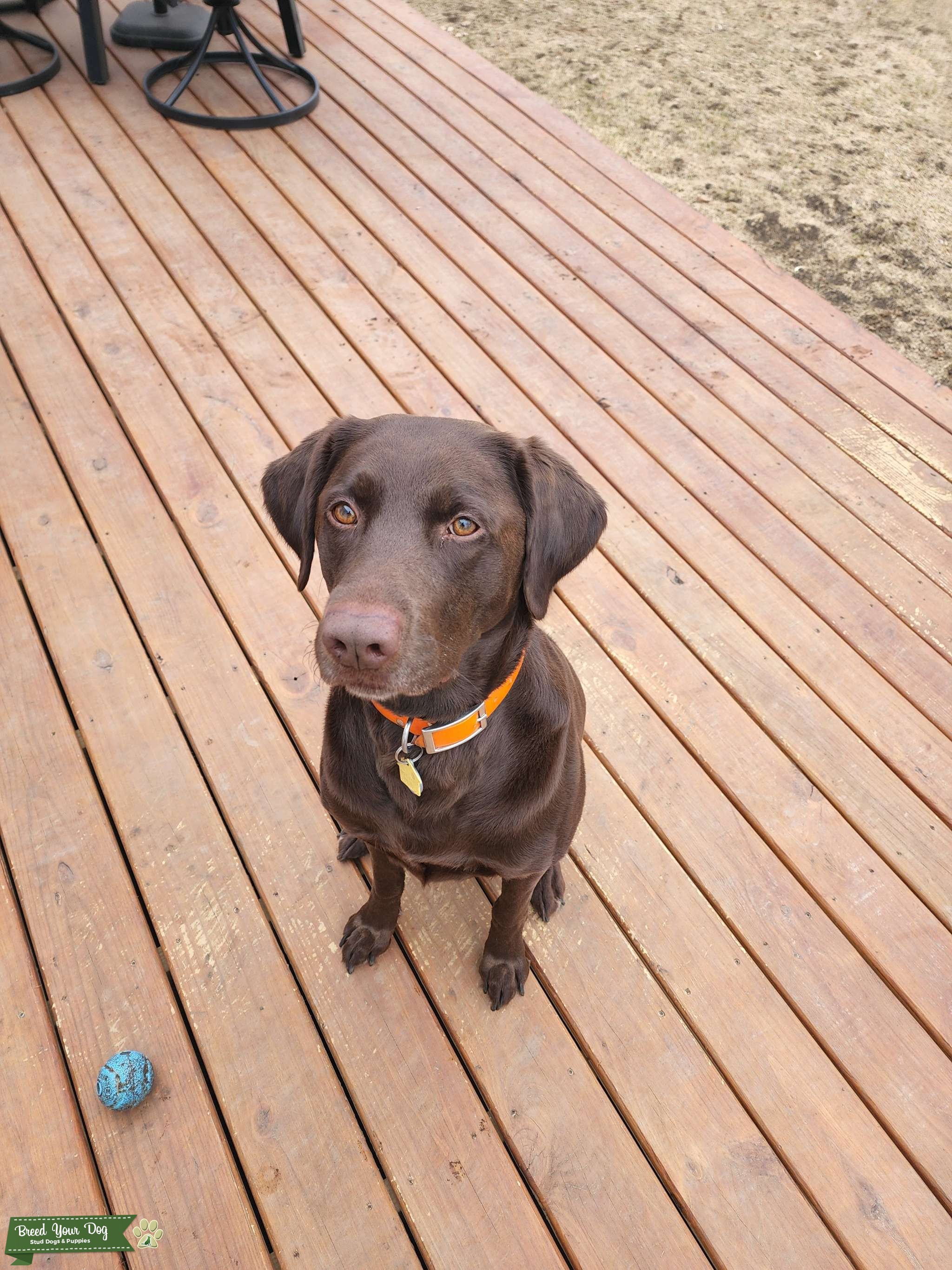 Chocolate Labrador Stud Dog in Iowa, the United States Breed Your Dog