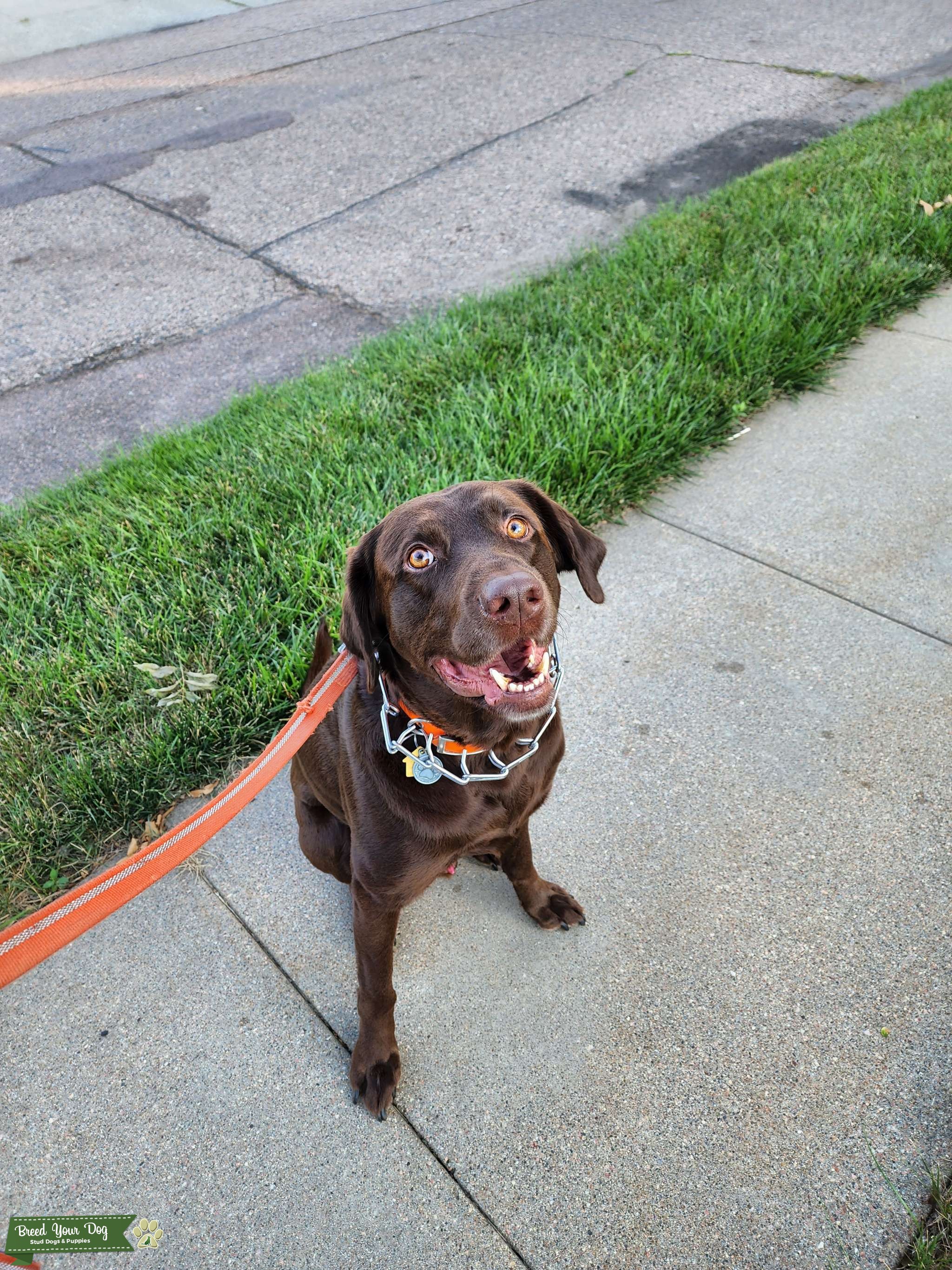 Chocolate Labrador Stud Dog in Iowa, the United States Breed Your Dog