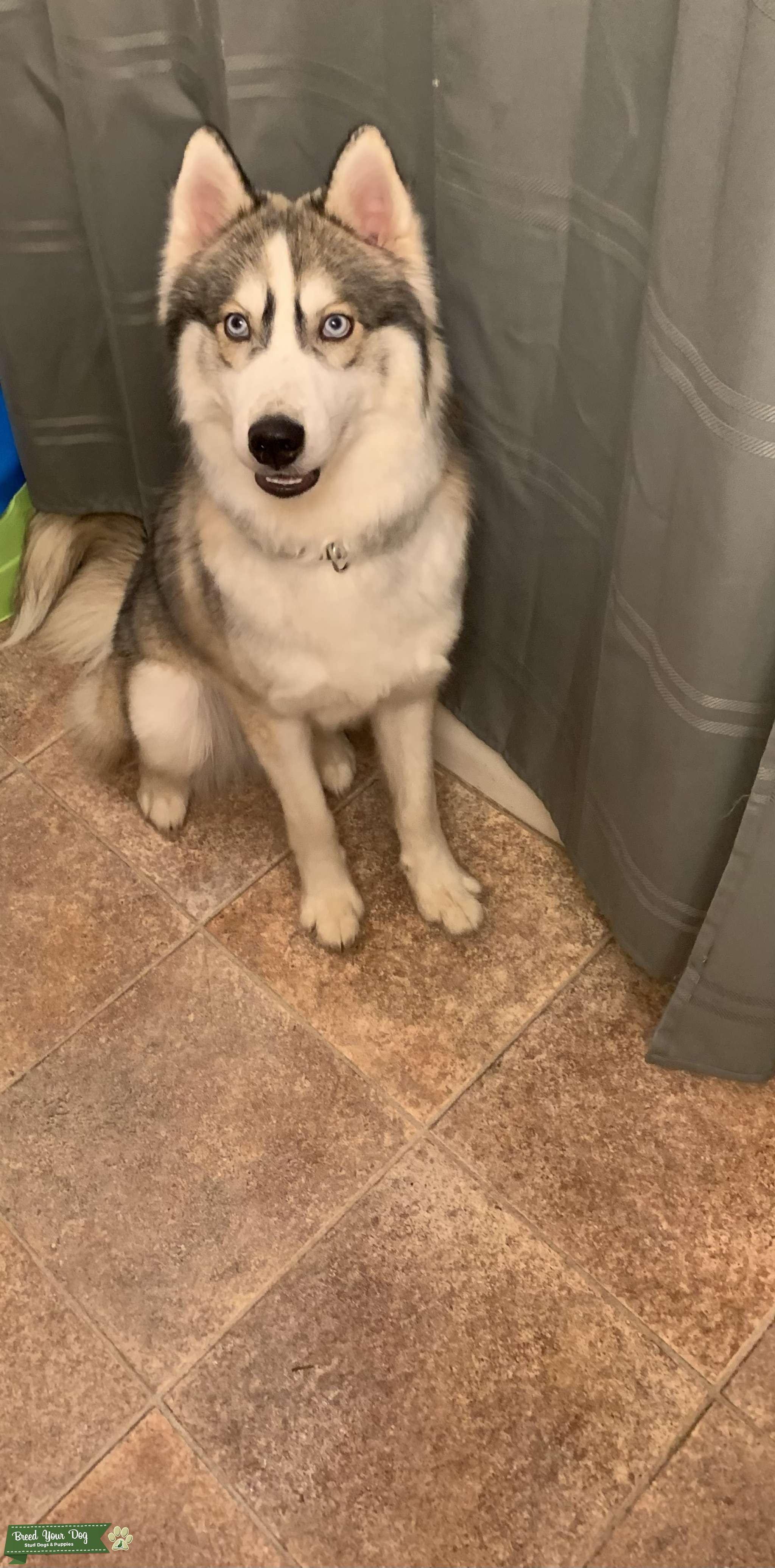 Purebred AKC Registered Siberian Husky Stud Dog in Midwest, the