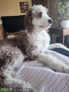 Show stopping Aussiedoodle stud Listing Image