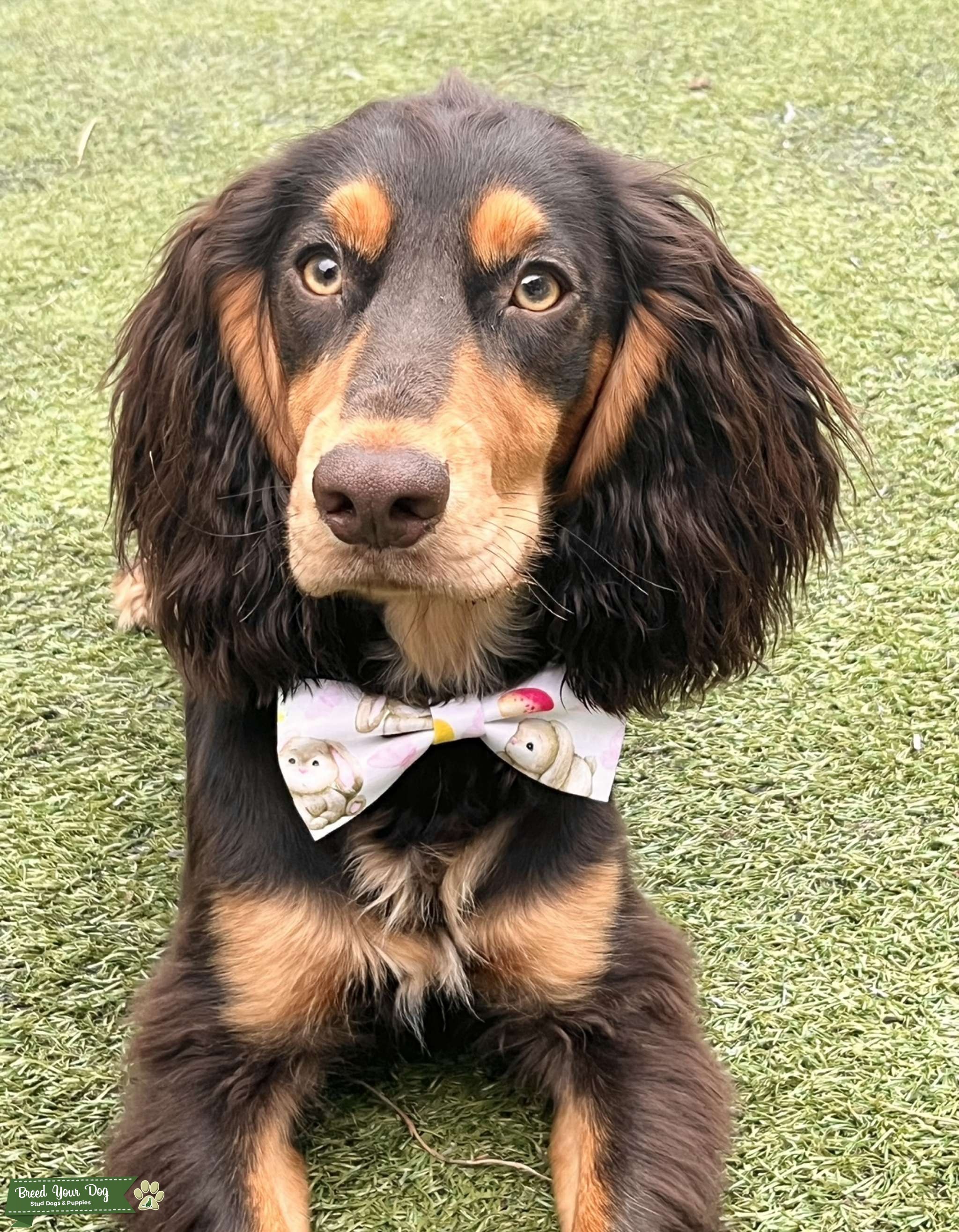 Working cocker spaniel stud Stud Dog in Wigan, Greater Manchester