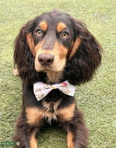 Working cocker spaniel stud Listing Image