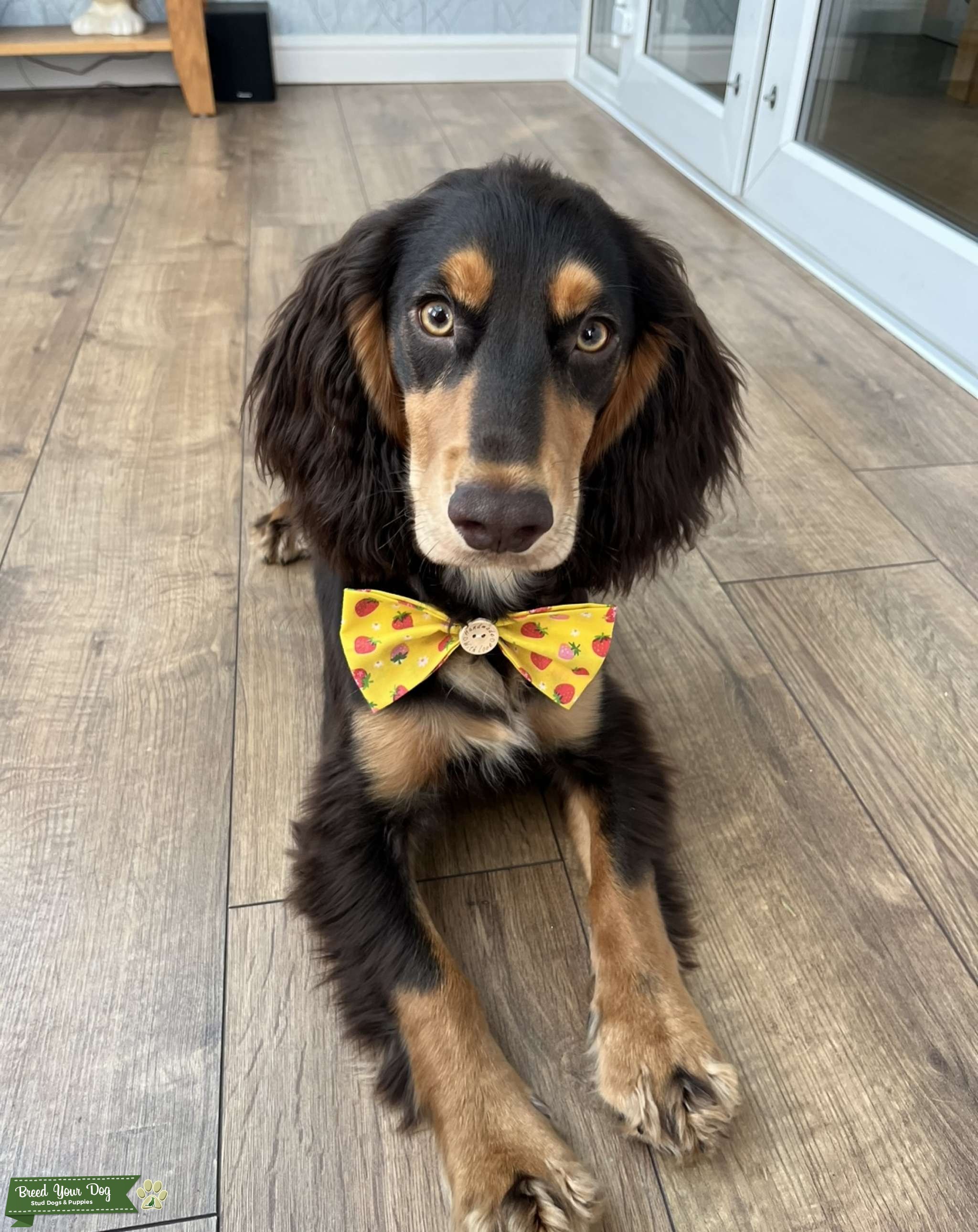 Working cocker spaniel stud Stud Dog in Wigan, Greater Manchester, United States Breed Your Dog