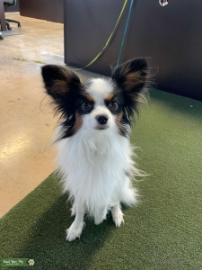 Handsome and Friendly Papillon Listing Image