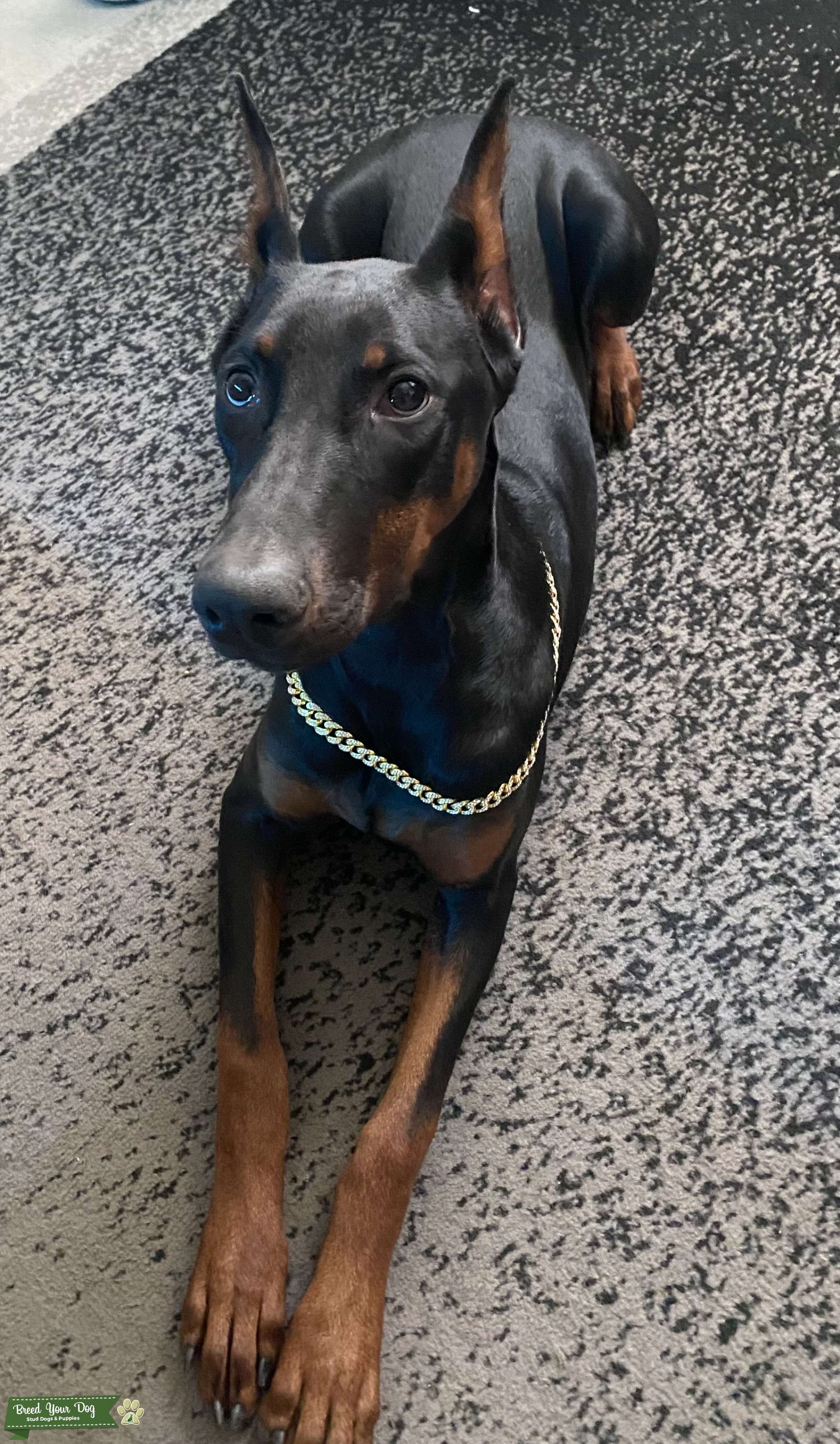 European Doberman Stud Dog in New Mexico , United States Breed Your Dog