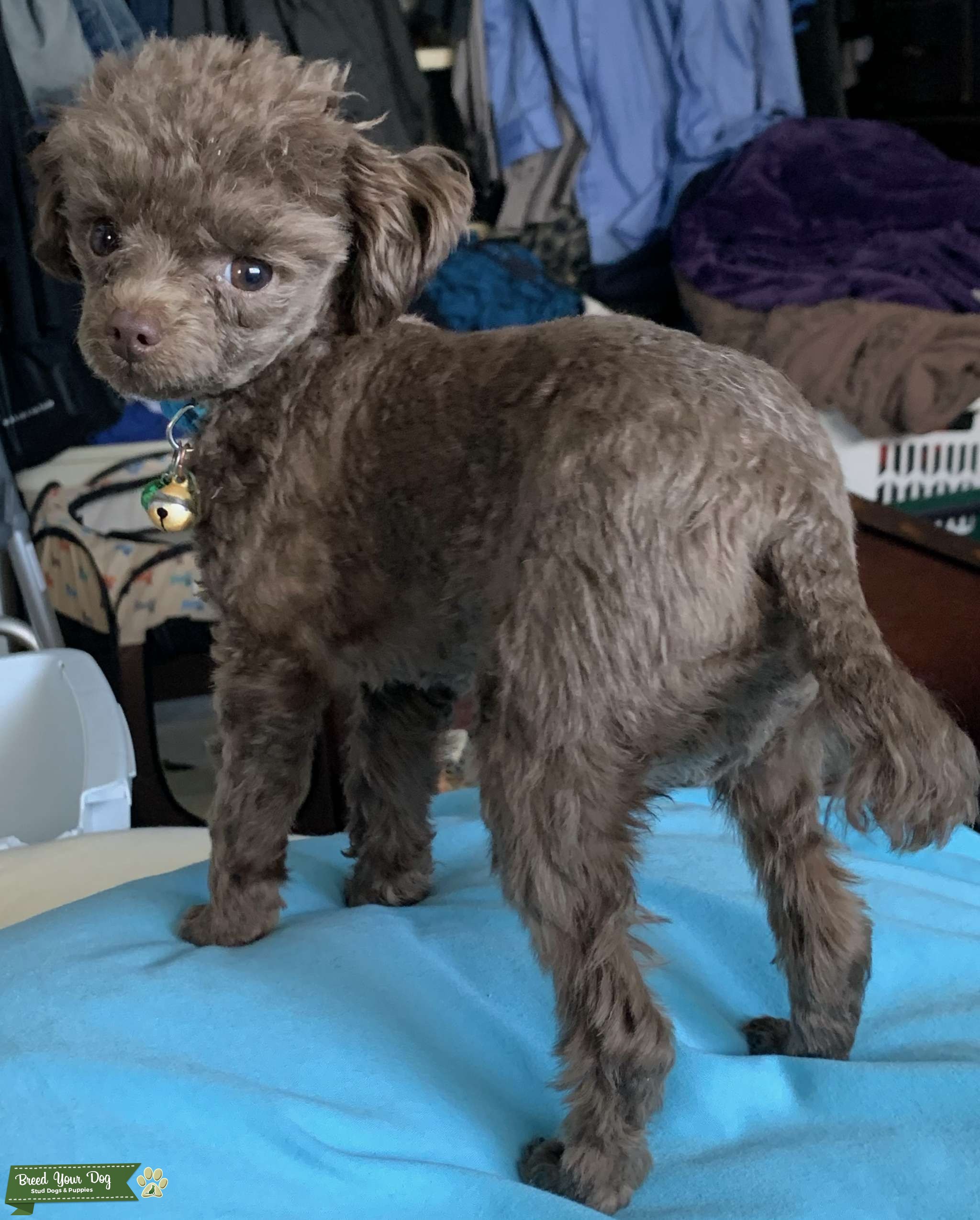 Chocolate Brown Teacup Poodle Stud Dog in Calgary, Alberta, the