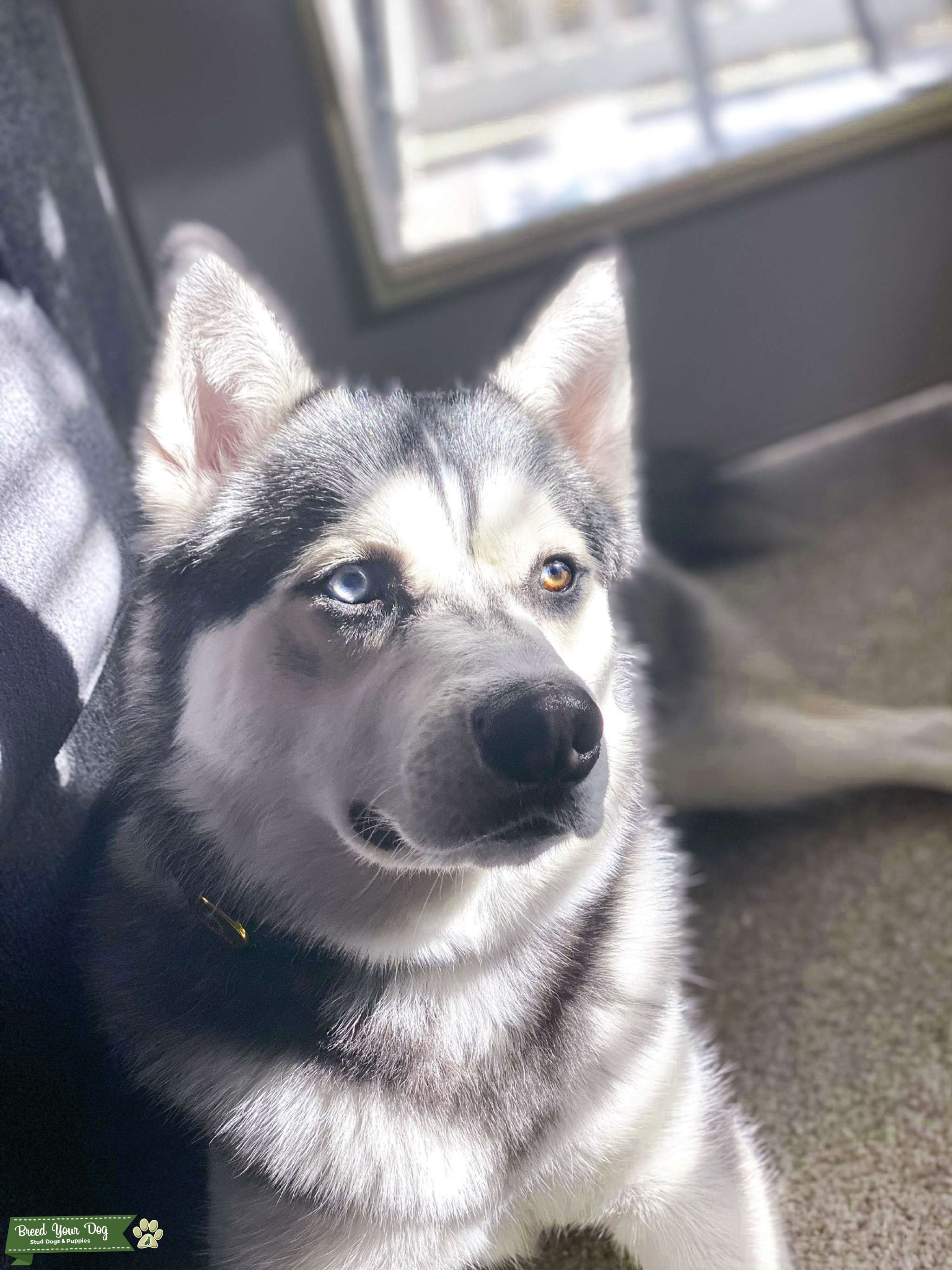 Handsome and sweet Siberian husky Stud Dog in Buffalo NY, United
