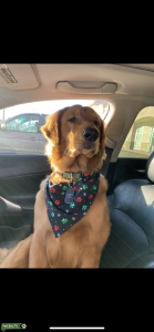 Looking for female golden  Listing Image