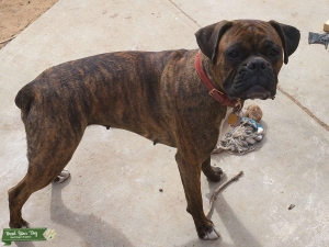 Looking for pedigreed stud asap Listing Image
