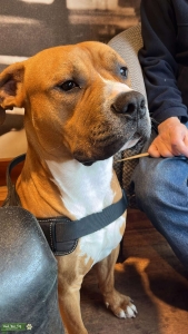 Boxer x Staffy Listing Image