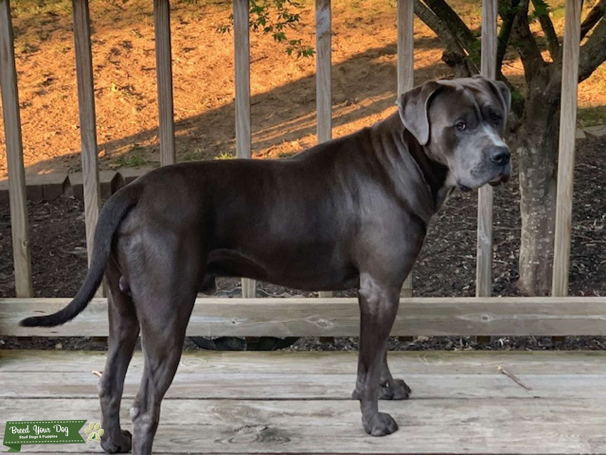 Mastiff Mix aka Bandogge for Stud Service Stud Dog in Missouri