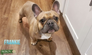 Blue Fawn available for Stud Listing Image