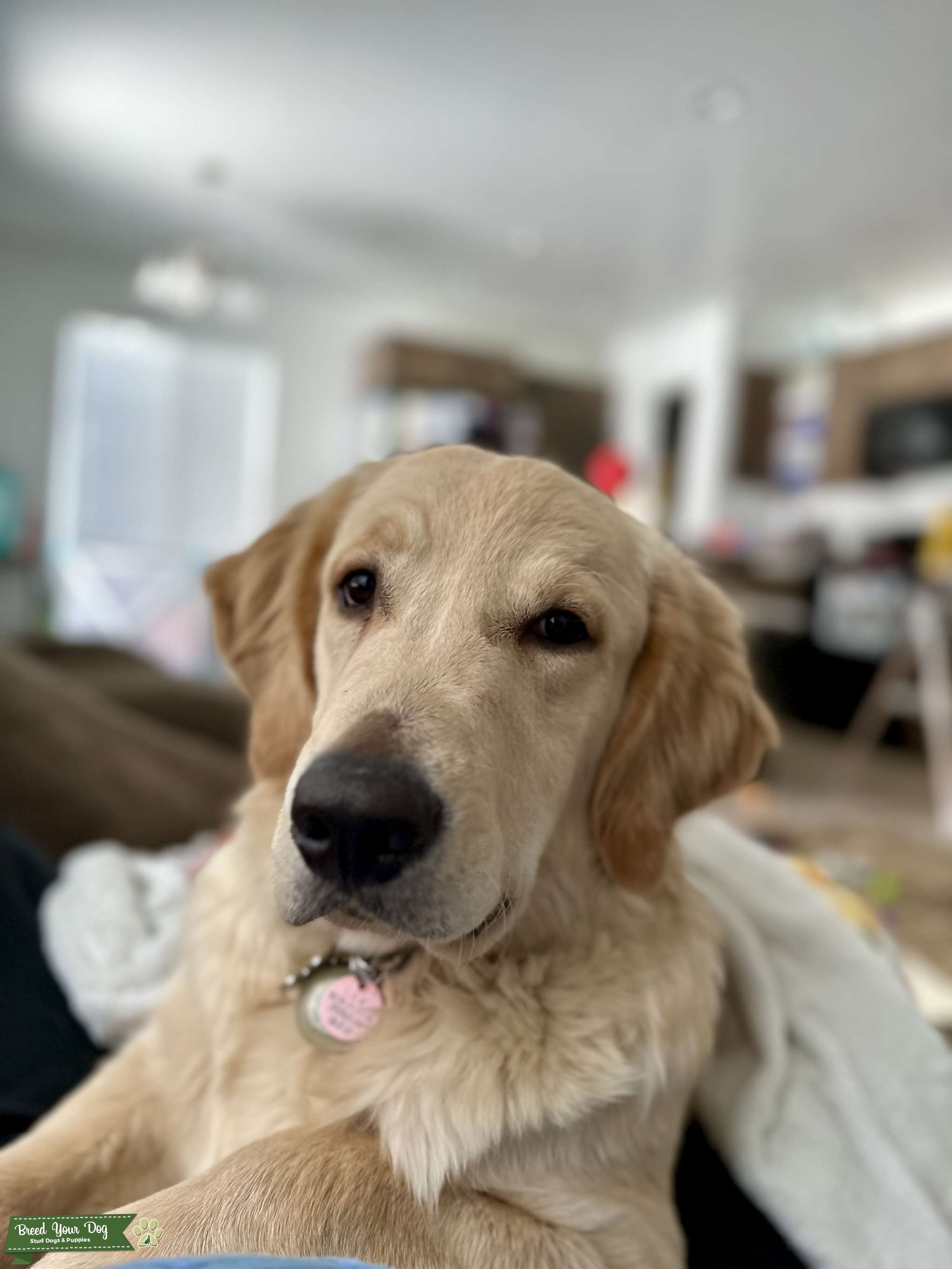 Golden Retriever Stud with Impeccable Testing Stud Dog in