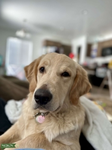 Golden Retriever Stud with Impeccable Genetic Testing Listing Image