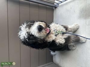 XL F1 Bernedoodle stud Listing Image