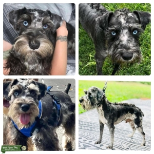 Harlequin Merle CKC 20lbs Listing Image