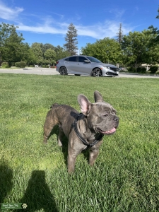 Blue Brindle French Bulldog Listing Image