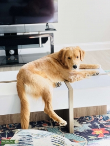 Golden retriever  Listing Image