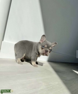 Lilac and Tan Tricolor Frenchie Stud Listing Image
