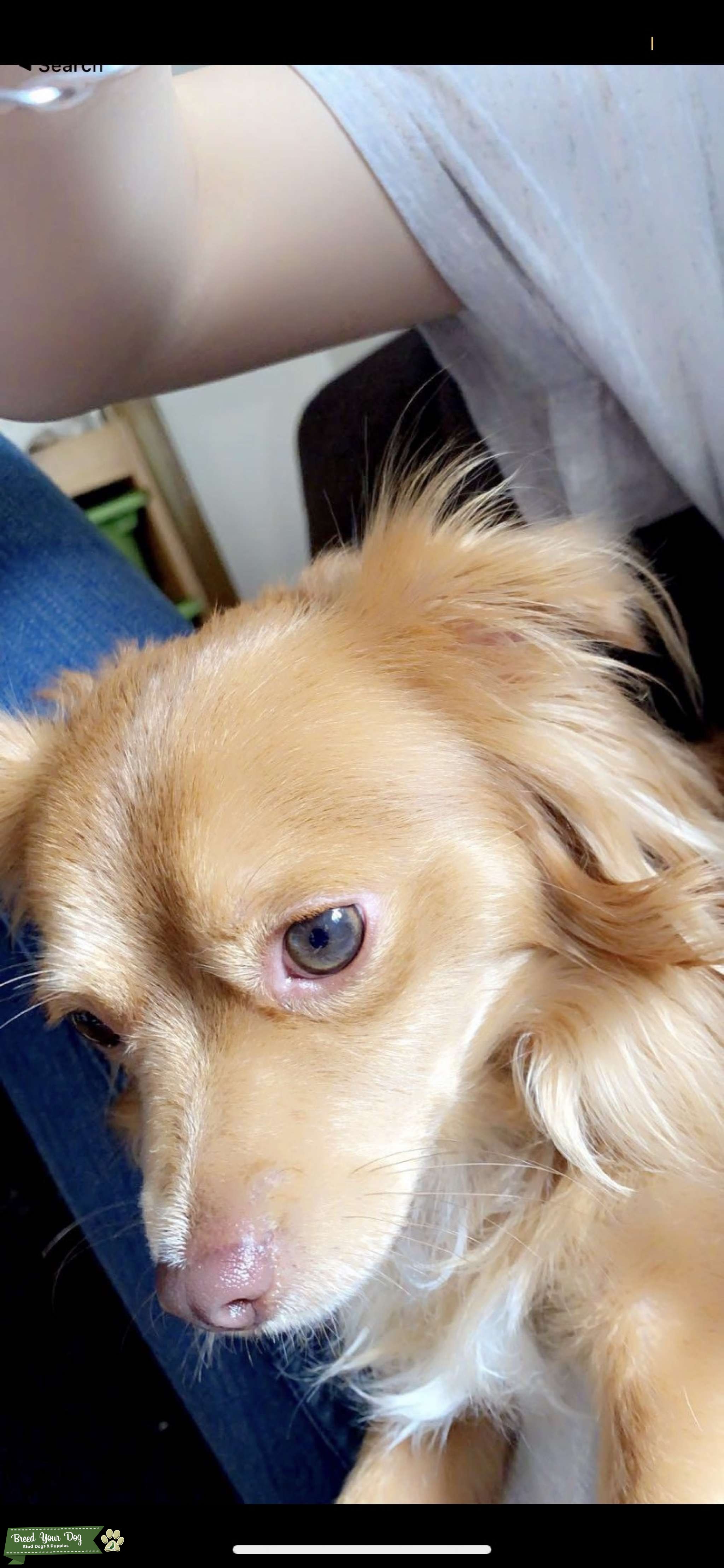 Stud dog Stud Dog in Northampton Massachusetts , Thailand Breed