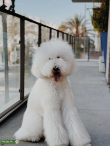 Giant Standard Poodle Stud  Listing Image