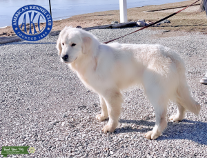 Golden Retriever Listing Image