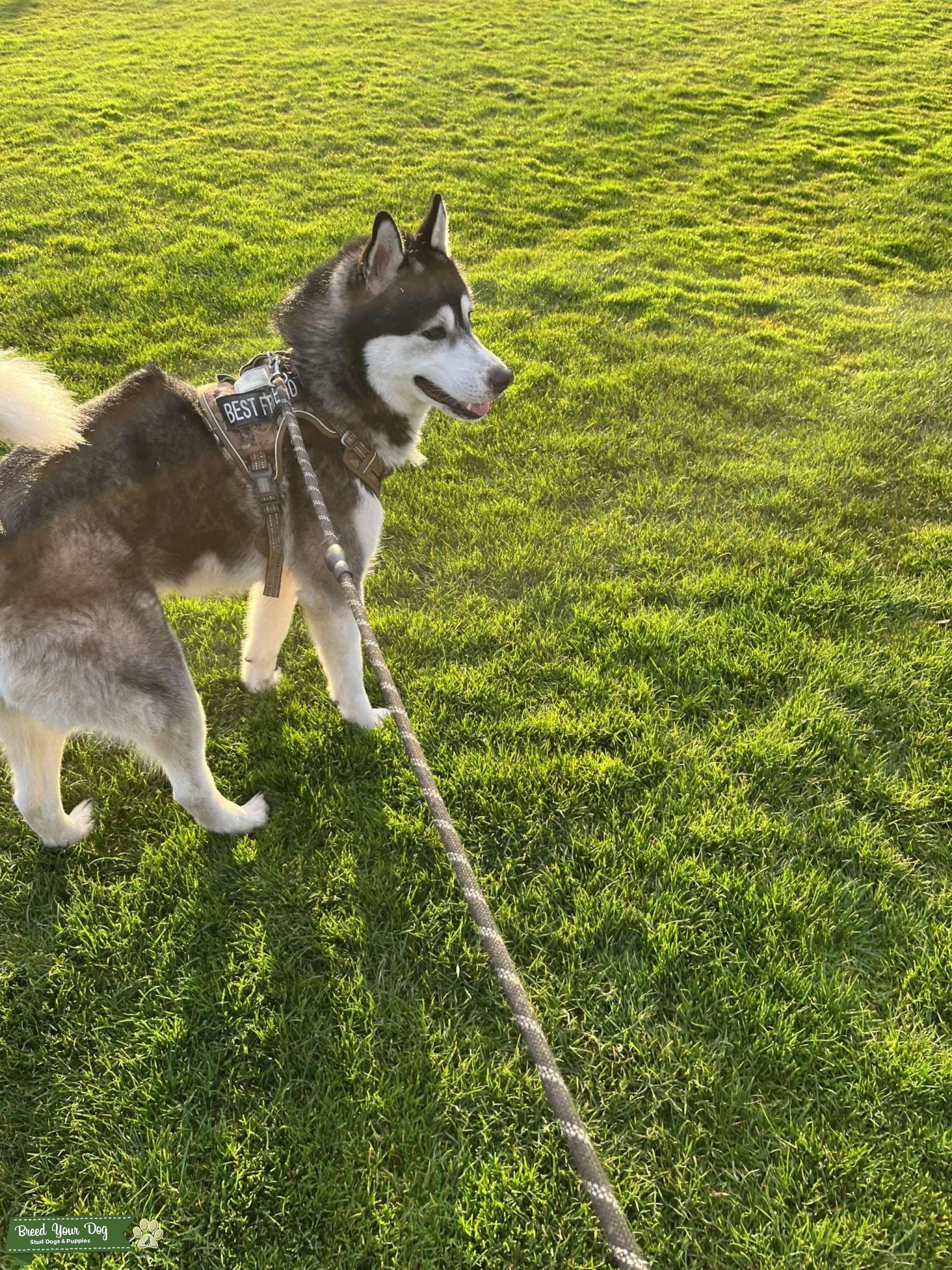 husky Stud Dog in salem oregon , the United States Breed Your Dog