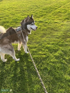 husky Listing Image